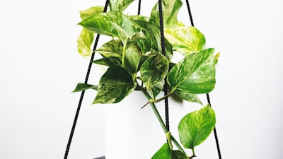 英超利物浦队主场安菲尔德球场内球迷欢呼的比赛回放镜头